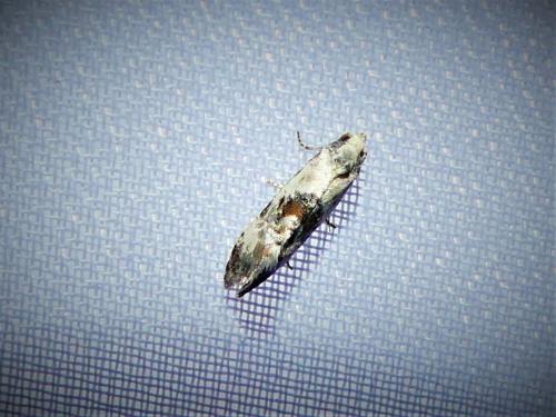 Réf. 310 485 : Cochylis sp.